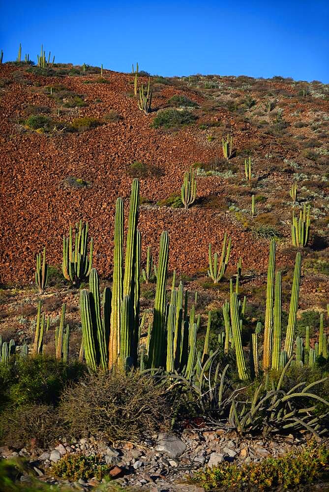 Mexican giant cardon cactus (Pachycereus pringlei) on Isla San Esteban, Baja California, Mexico.