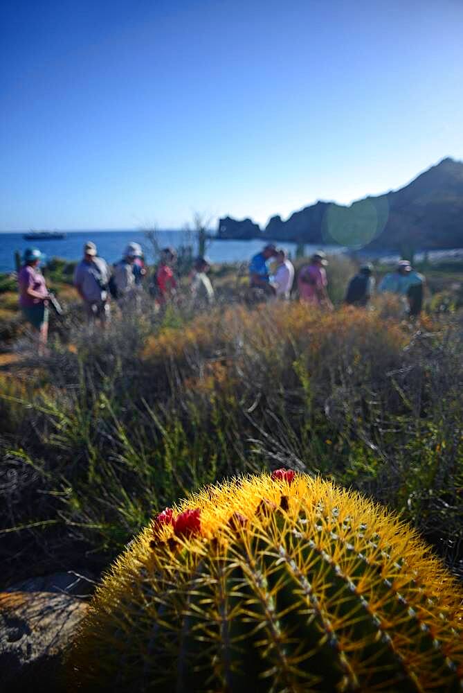 Endemic giant barrel cactus (Ferocactus diguetii), Isla Santa Catalina, Gulf of California (Sea of Cortez), Baja California Sur, Mexico, North America