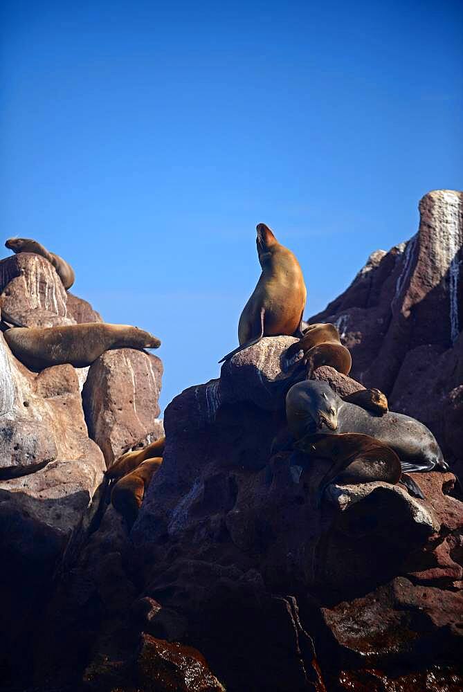 California sea lions (Zalophus californianus) in Baja California Sur, Mexico.