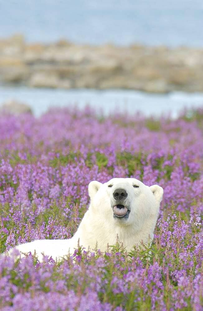 Polar Bear resting on coastal rocky island with tundra fireweed sticking out his tongue.