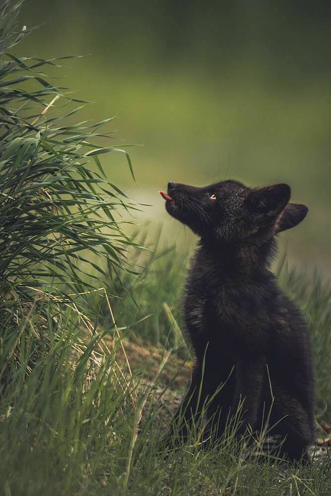 A black colored red fox baby (Vulpus vulpus) licks it's lips for some tall weeds. Yukon Territory, Canada