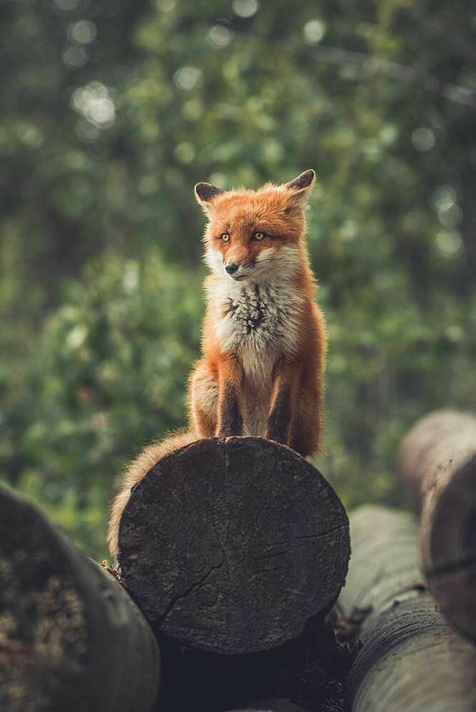 A young red fox (Vulpus vulpus) sits on a pile of logs and watches the forest edge. Yukon Territory, Canada