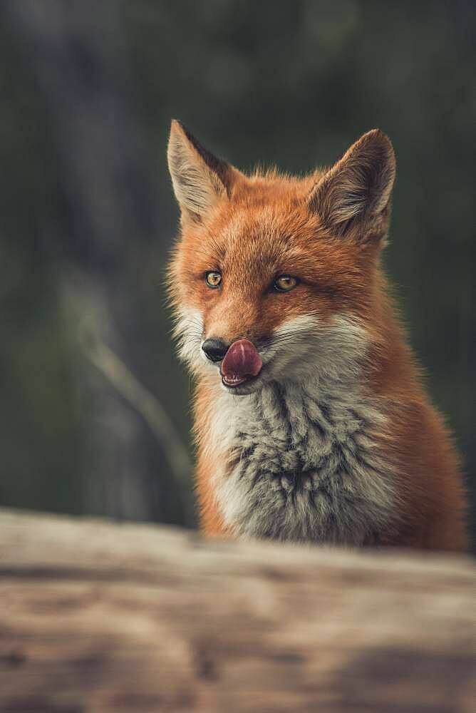 A young red fox (Vulpus vulpus) licks his lips. Yukon Territory, Canada