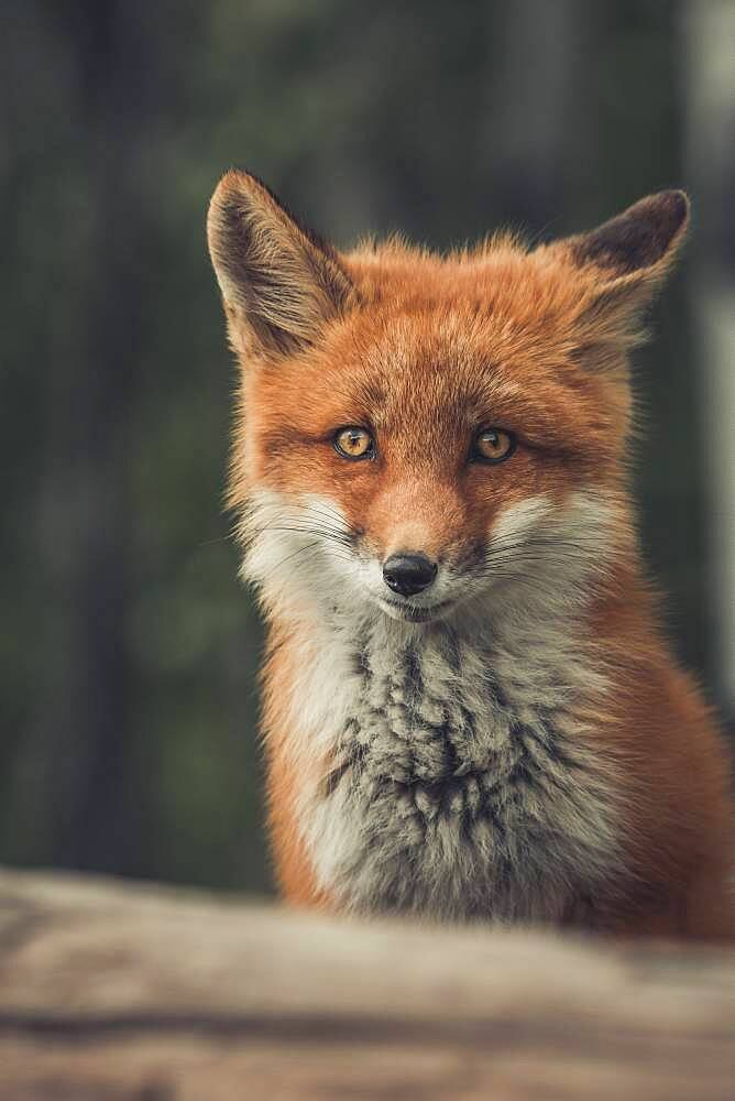 A young red fox (Vulpus vulpus) seems to have a crooked grin on his face while looking staright at the camera. Yukon Territory, Canada