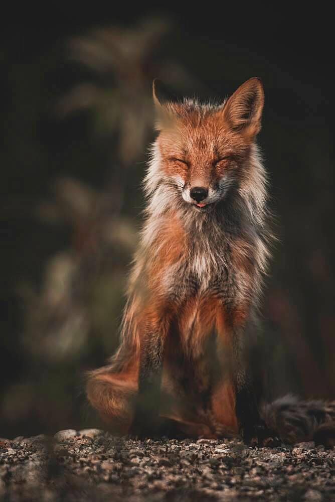 A red fox sits in the warming sun with eyes closed, Yukon Territory, Canada