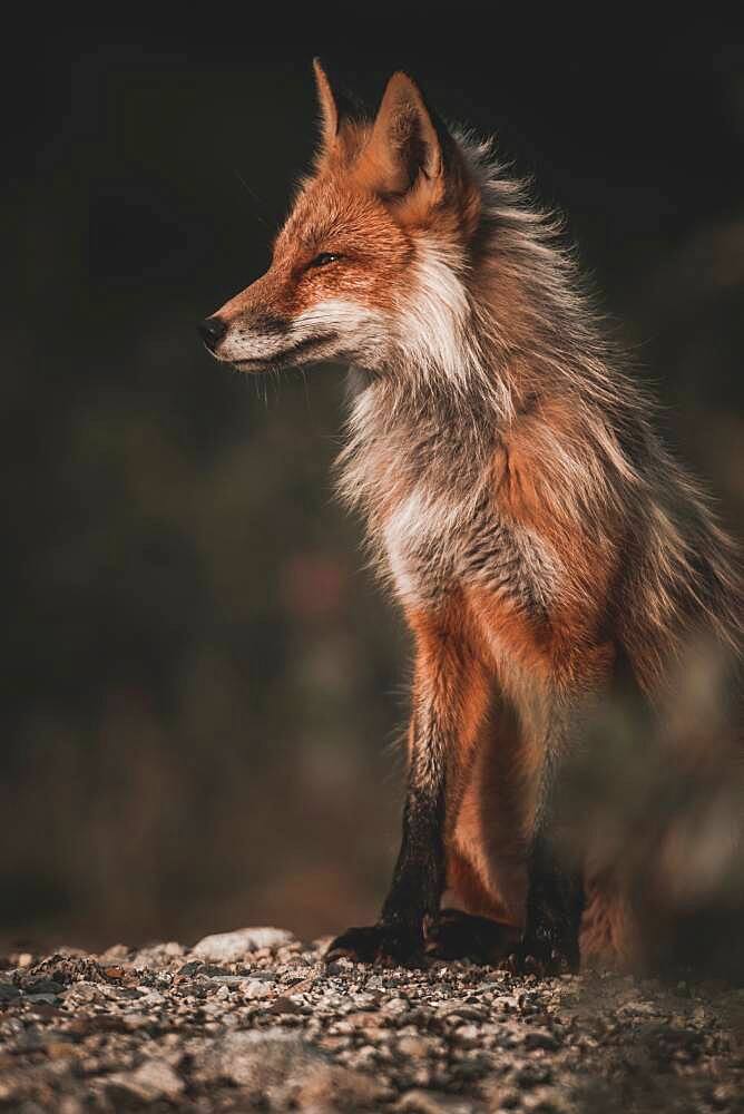 A red fox enjoys the warming rays of the evening sun, Yukon Territory, Canada