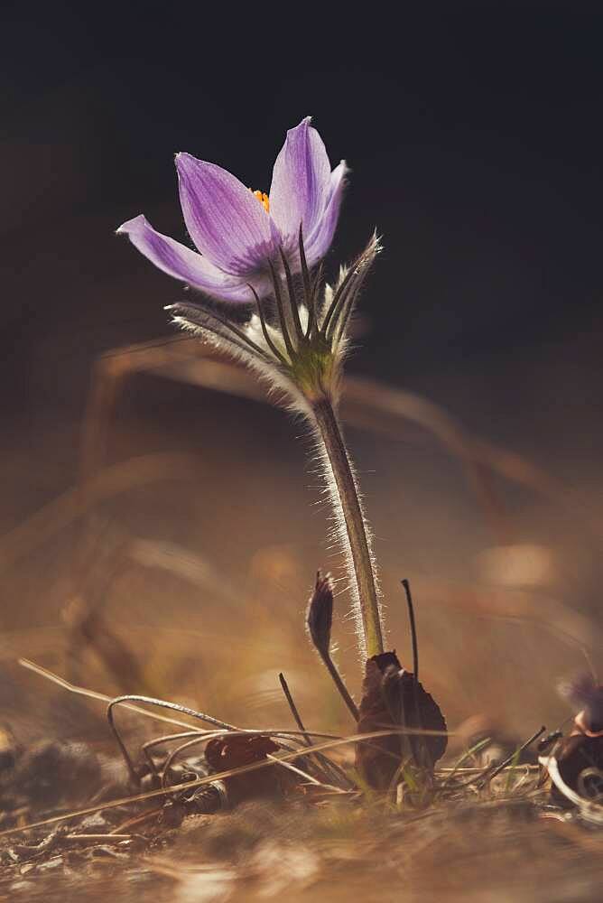 A purple crocus (Pulsatilla patens) flowers in the springtime. Yukon Territory, Canada