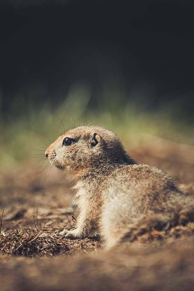 An Arctic Ground Squirrel Baby (Uroticellus parryii) enjoys the warming sun. Yukon Territory, Canada