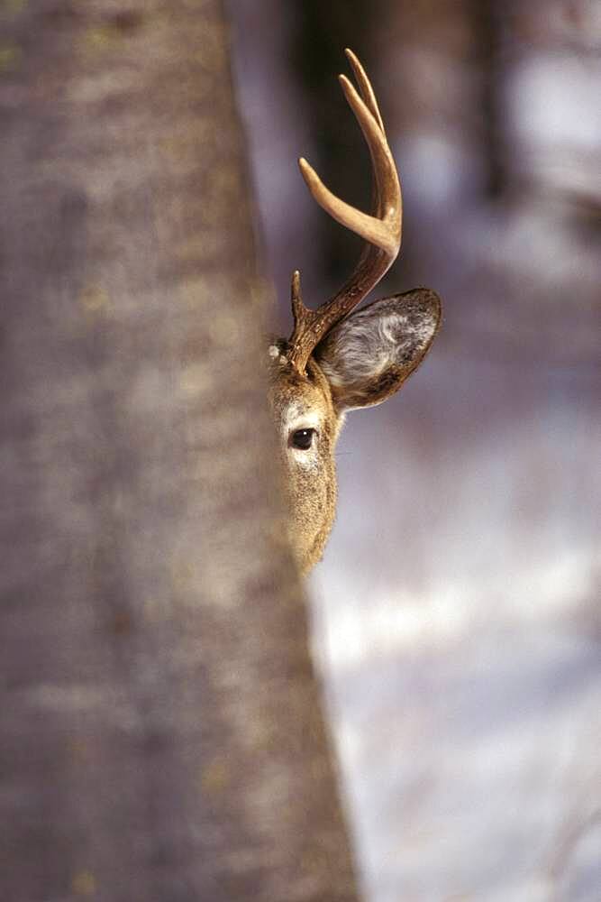 Wary peek-a-boo White-tailed Deer buck ( Odocoileus virginianus ) Whitetail in winter wooded landscape southern Manitoba Canada