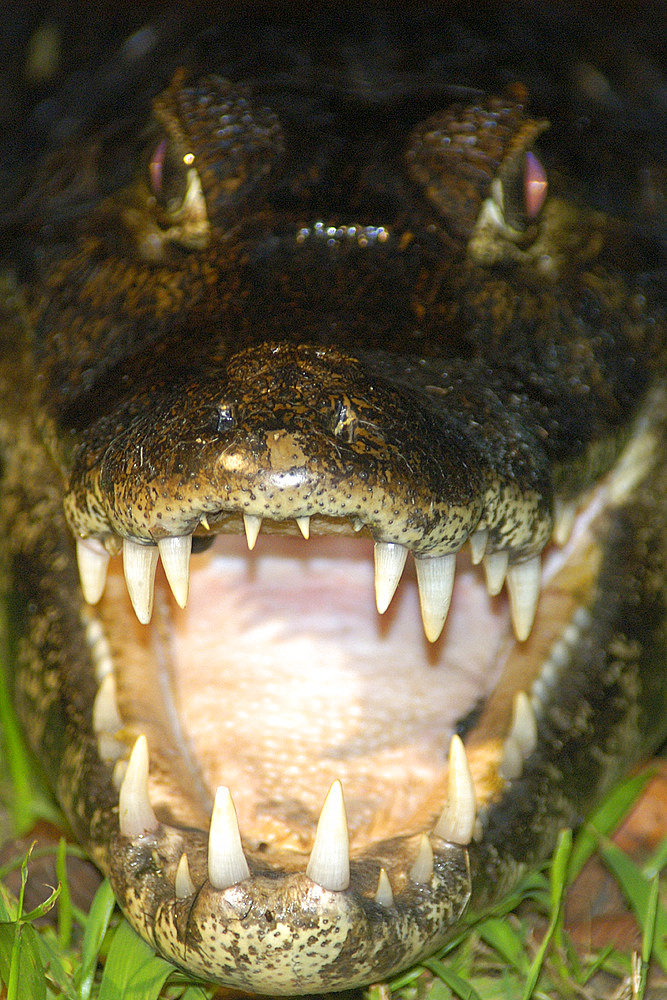 Caiman or jacare, Caiman crocodilus yacare, at night, southern Pantanal, Mato Grosso do Sul, Brazil