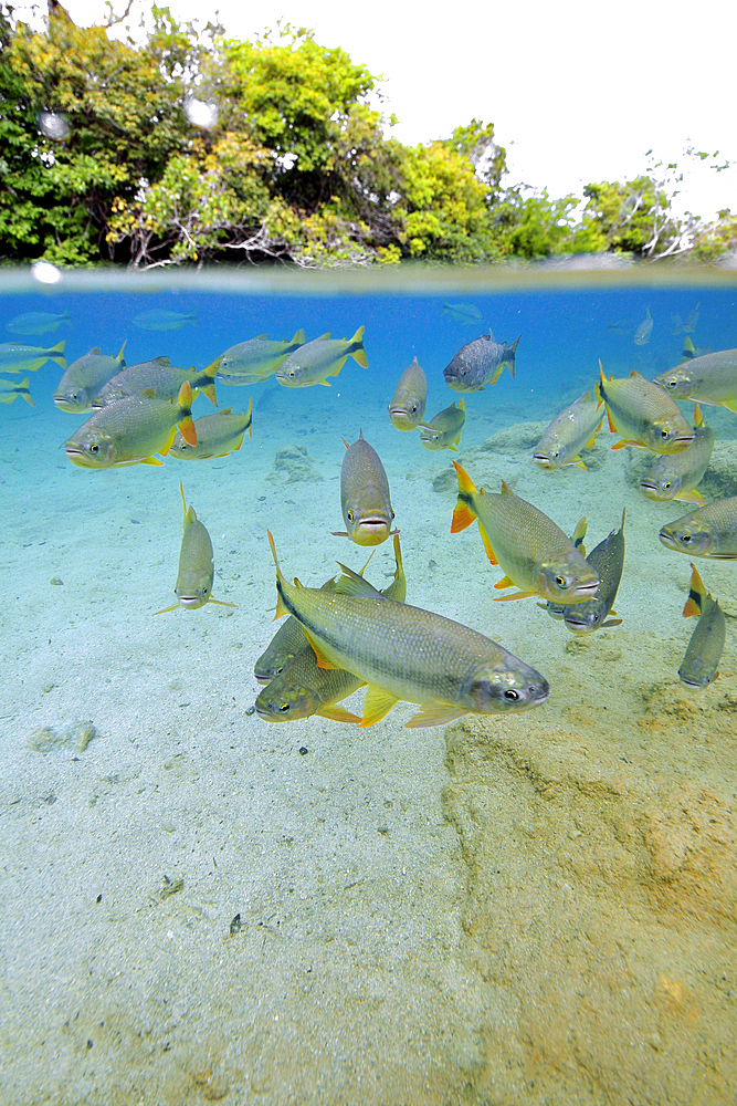 Characins or Piraputangas, Brycon hilarii, Balneario Municipal, Bonito, Mato Grosso do Sul, Brazil