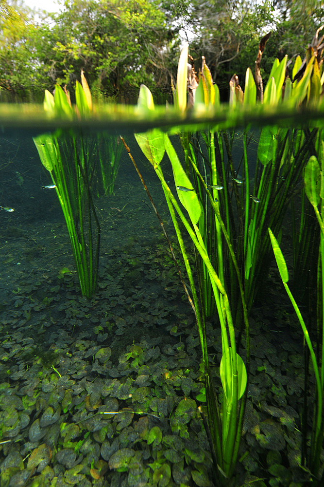 Split image of the lush vegetation above and bellow water, Sucuri river, Bonito, Mato Grosso do Sul, Brazil