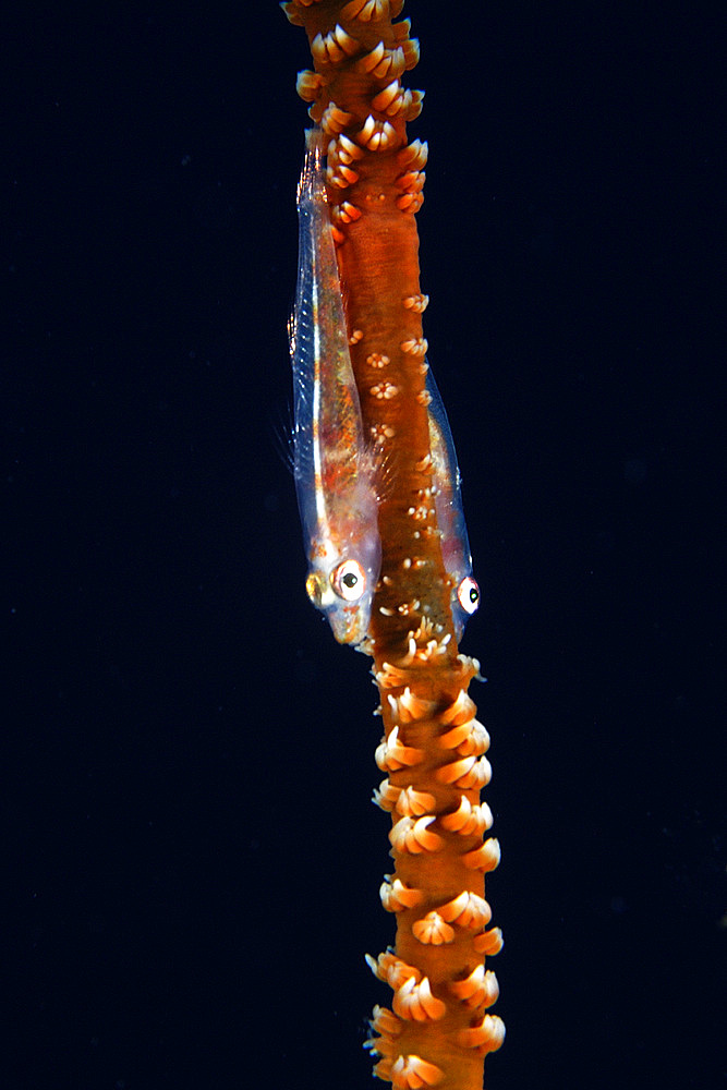 Wire coral goby, Bryaninops yongei, on wire coral, Cirripathes anguina, Namu atoll, Marshall Islands (N. Pacific).