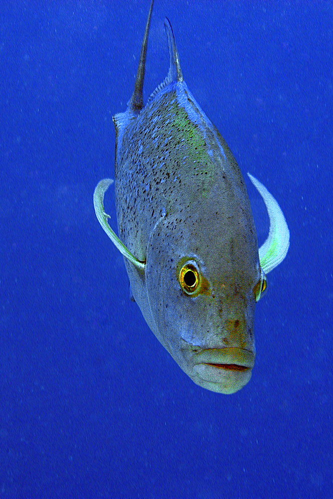 Bluefin trevally, Caranx melampygus, Ailuk atoll, Marshall Islands, Pacific