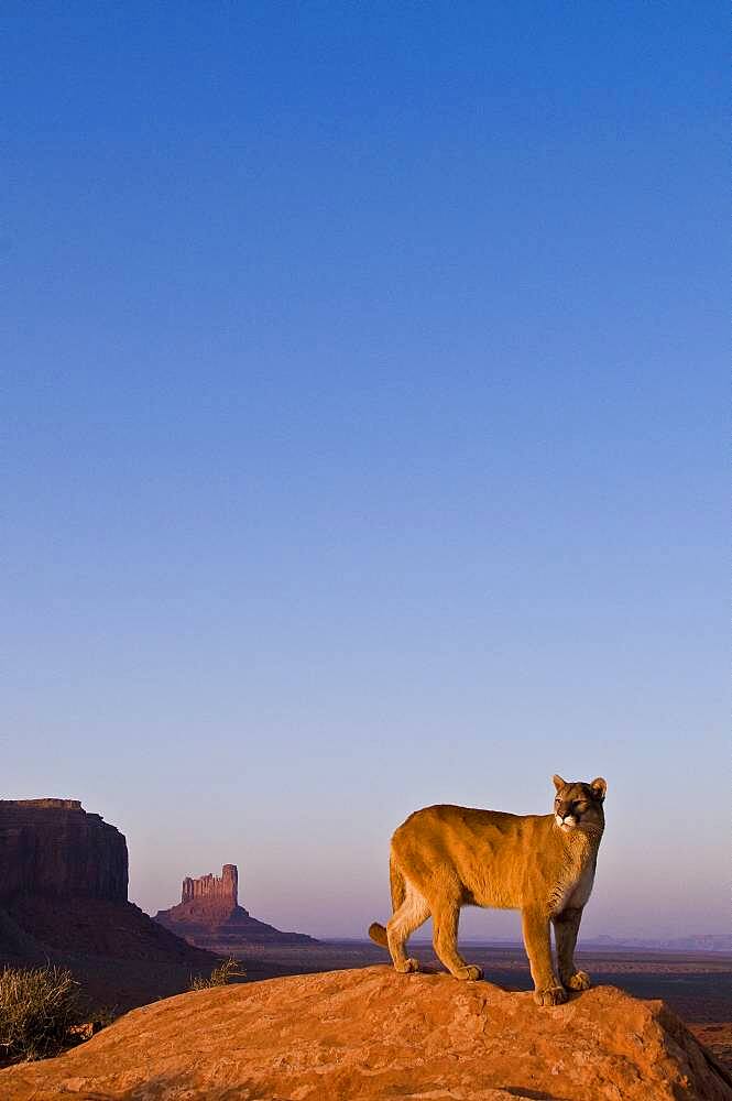 Mountain Lions in the mountains of Montana, United States