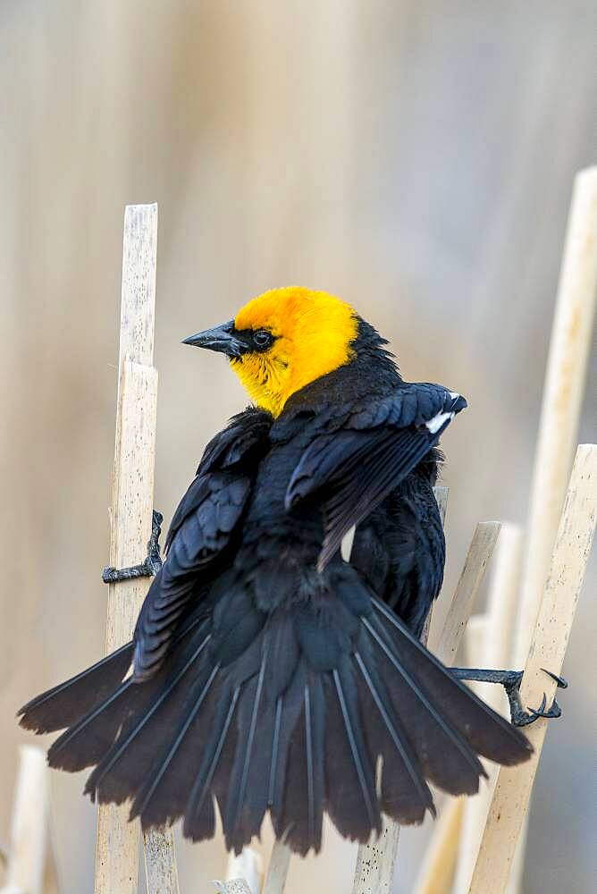 Yellow-headed Blackbird (Xanthocephalus xanthocephalus) courtship display on a common cattail (Typha latifolia).