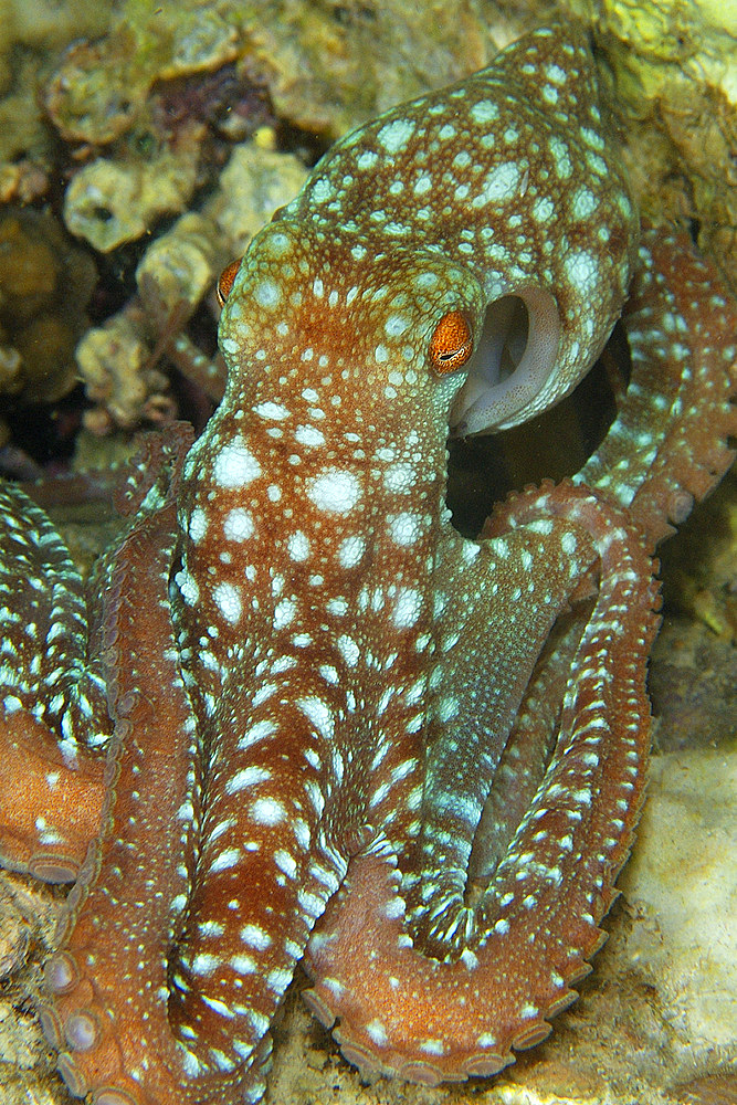 Starry night octopus, Octopus luteus, foraging on coral reef at night, Malapascua, Cebu, Philippines, Visayan Sea.