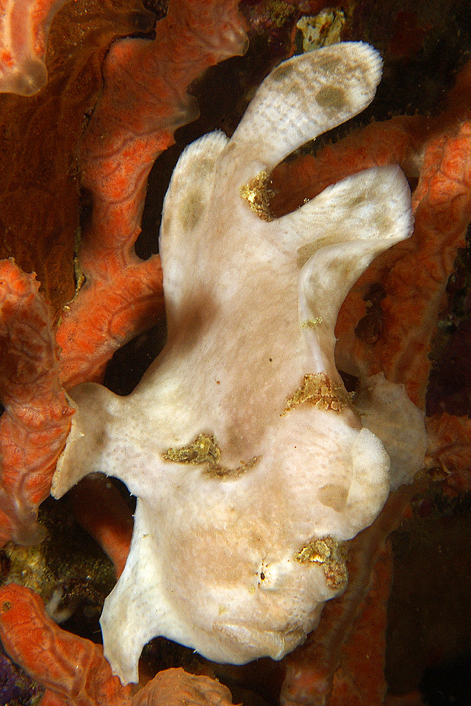 Painted frogfish, Antennarius pictus, white phase, Sabang wreck, Puerto Galera, Mindoro, Philippines.