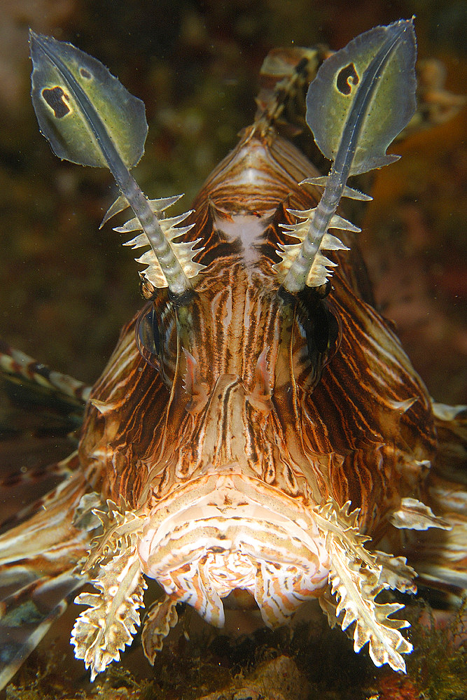 Common lionfish, Pterois volitans, close-up, Sabang wreck, Puerto Galera, Mindoro, Philippines.