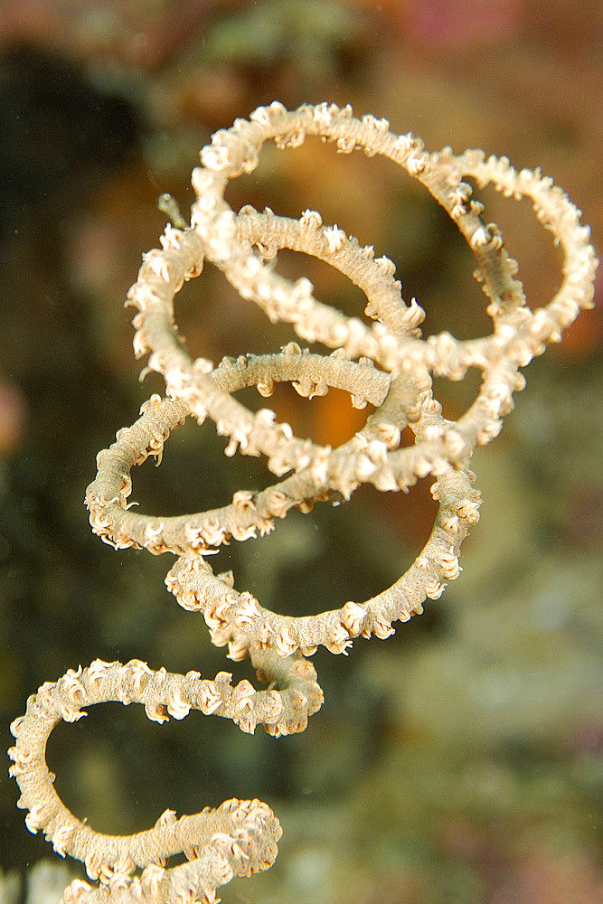 Spiral coral, Cirrhipathes spiralis, Dungan wall, Puerto Galera, Mindoro, Philippines.