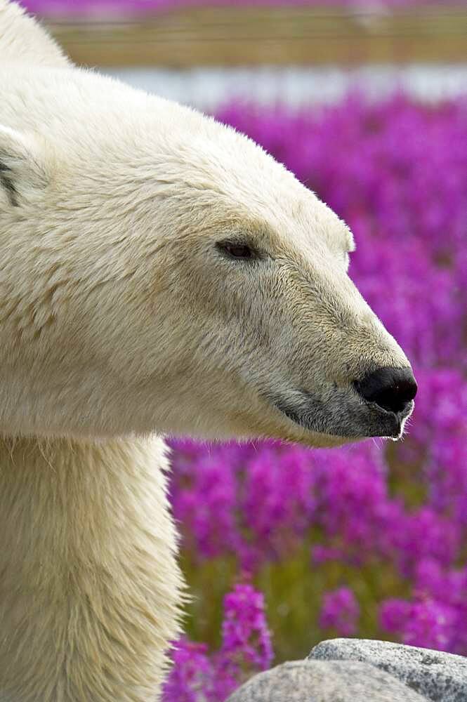 Polar Bear (Ursa maritimus) in fireweed (Epilobium angustifolium)