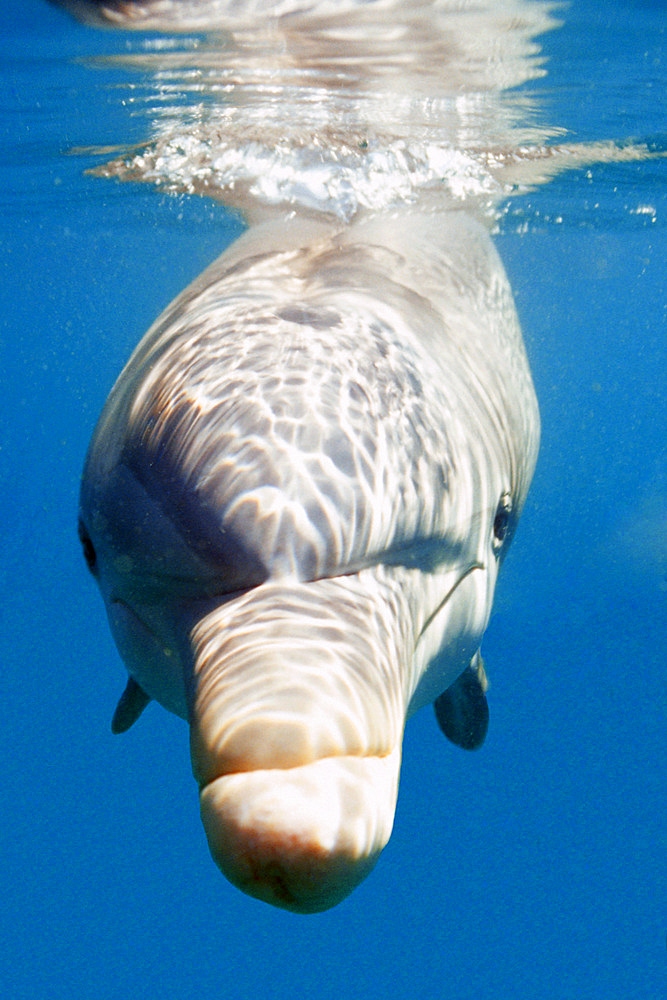 Bottlenose dolphin, Tursiops truncatus, Oahu, Hawaii (N. Pacific).