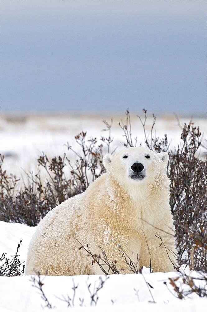 Polar Bear (Ursa maritimus) on sub-arctic Hudson Bay ice and snow, Churchill, MB, Canada