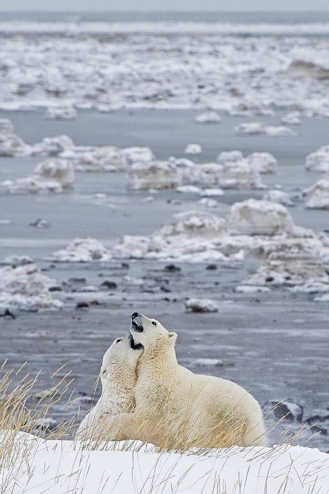 Polar Bear (Ursa maritimus) on sub-arctic Hudson Bay ice and snow, Churchill, MB, Canada