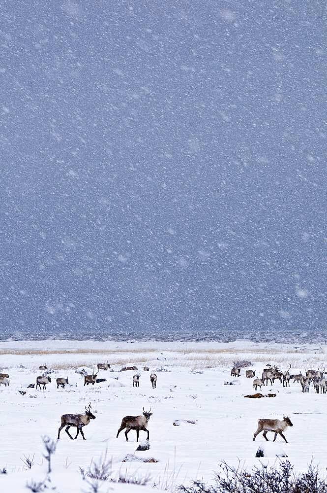 Caribous in winter landscape