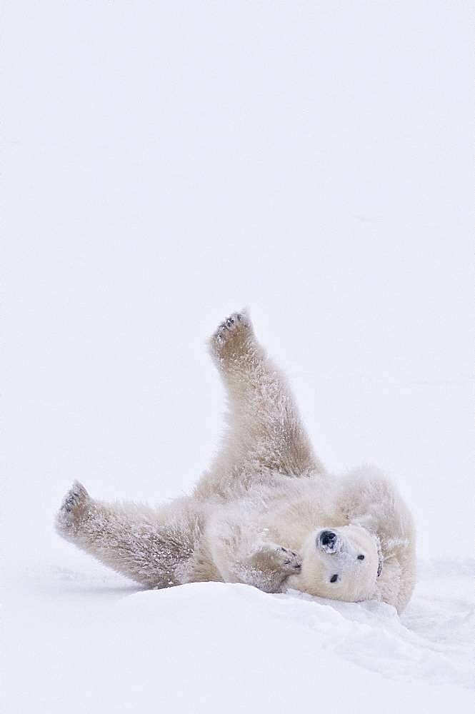 Polar Bear (Ursa maritimus) on sub-arctic Hudson Bay ice and snow, Churchill, MB, Canada