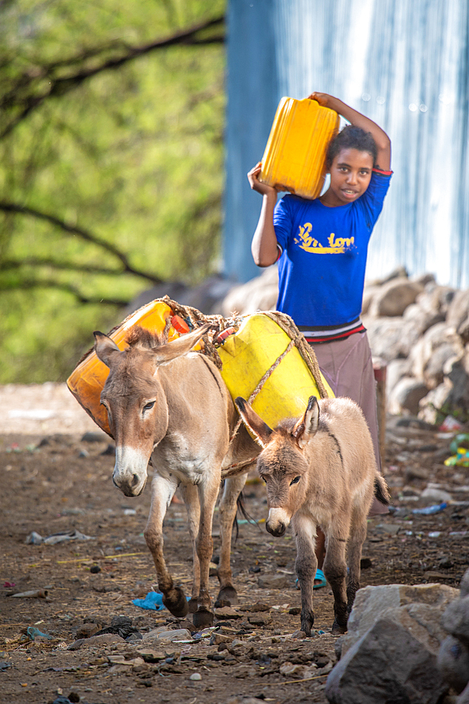 A pair of donkeys and a young ethiopian girl carry plastic containers down a dirt street, Debre Berhan, Ethiopia