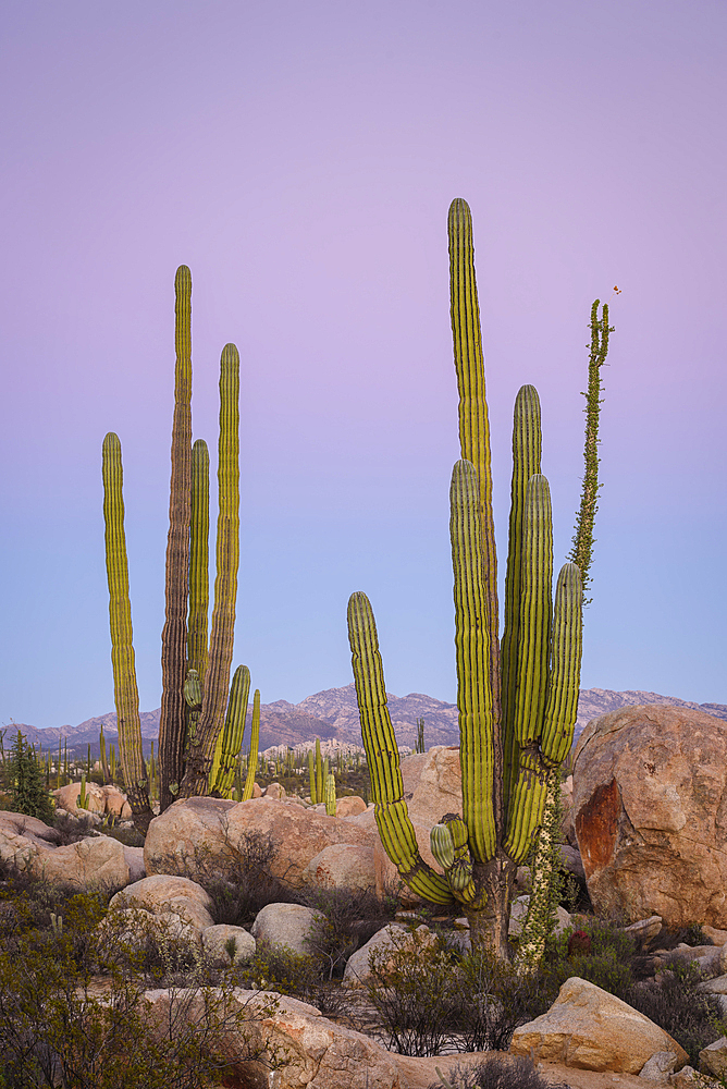 Cardon cactus and Boojum tree; Valle de los Cirios, Catavina Desert, Baja California, Mexico.