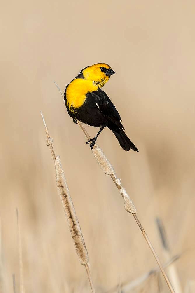 Yellow-headed Blackbird (Xanthocephalus xanthocephalus) courtship display on a common cattail (Typha latifolia).