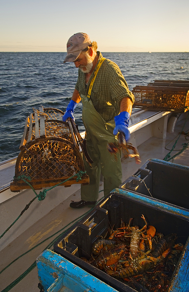 Fisherman Keith Peters removing lobster from traps on board the boat Silver Wave out of Rustico, Prince Edward Island, Canada..