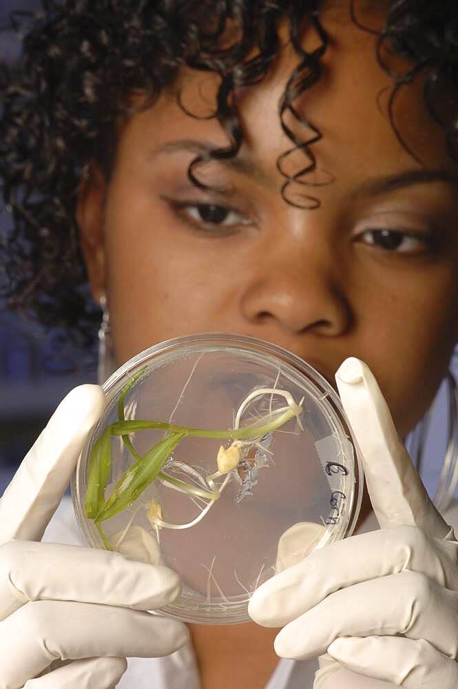 Scientist working in lab with plant material