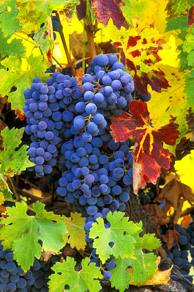 Cabernet Sauvignon grapes on vine; Valley View Winery, Applegate Valley, Oregon.