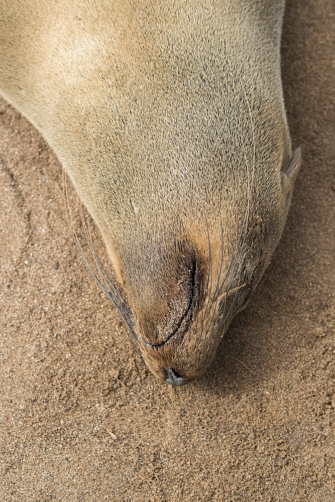 An afro-australian fur seal (Arctocephalus pusillus) in Cape Cross, Namibia