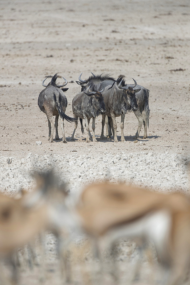 Wildebeests (connochaetes taurinussome) with impalas in the foreground in Etosha, Namibia