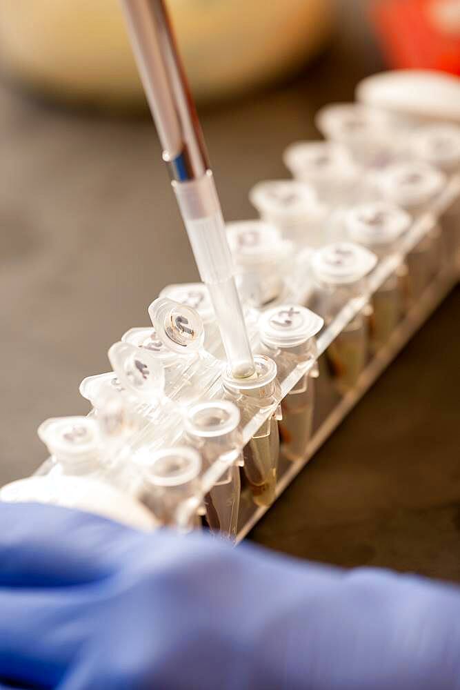 Scientific testing at a plant science lab in College Park, Maryland, USA