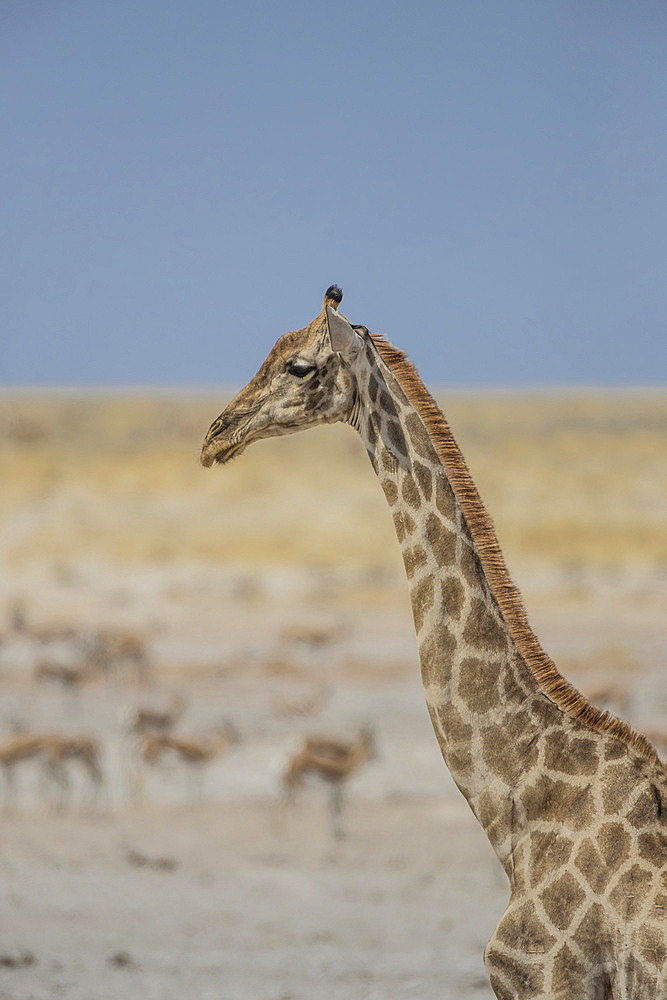 Giraffe (Giraffa camelopardalis) with impalas in the background, Etosha National Park, Namibia