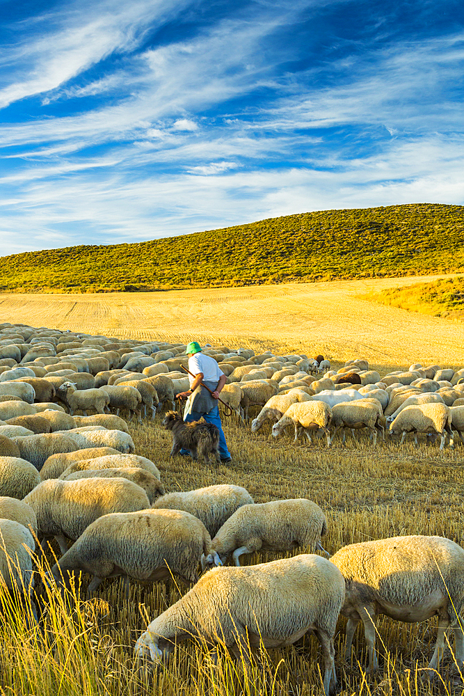 Flock of sheep and shepherd in a cereal land. Tierra Estella county. Navarre, Spain, Europe