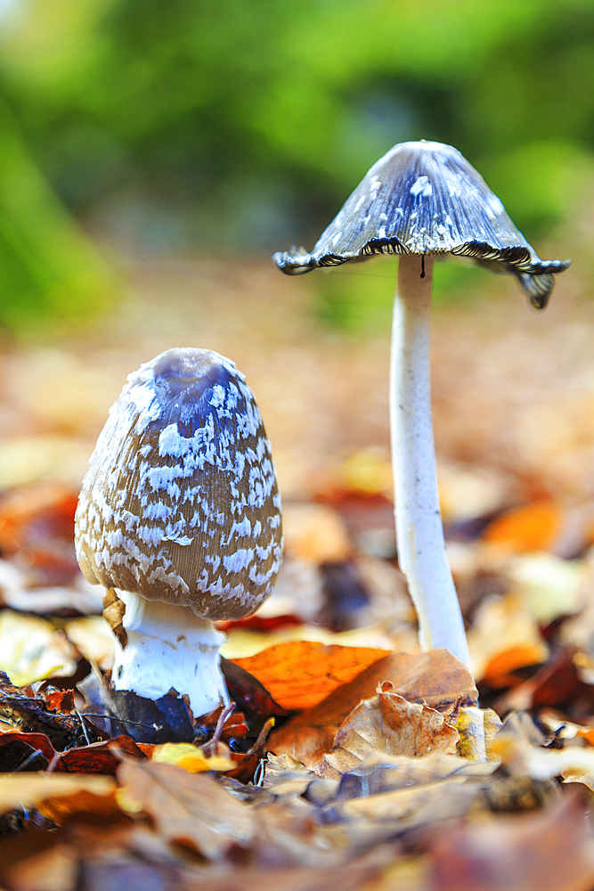 Coprinus picaceous mushroom. Sierra de Urbasa-Andia Natural Park. Navarre, Spain, Europe