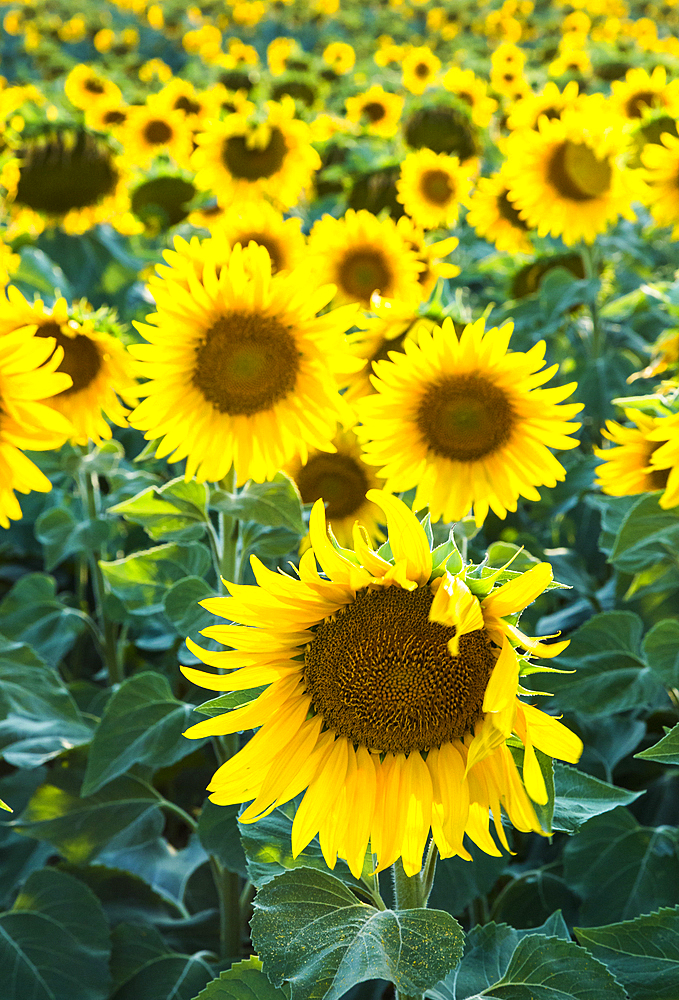 Sunflowers crop. Sorlada village and de San Gregorio monastry. Tierra Estella. Navarre, Spain, Europe