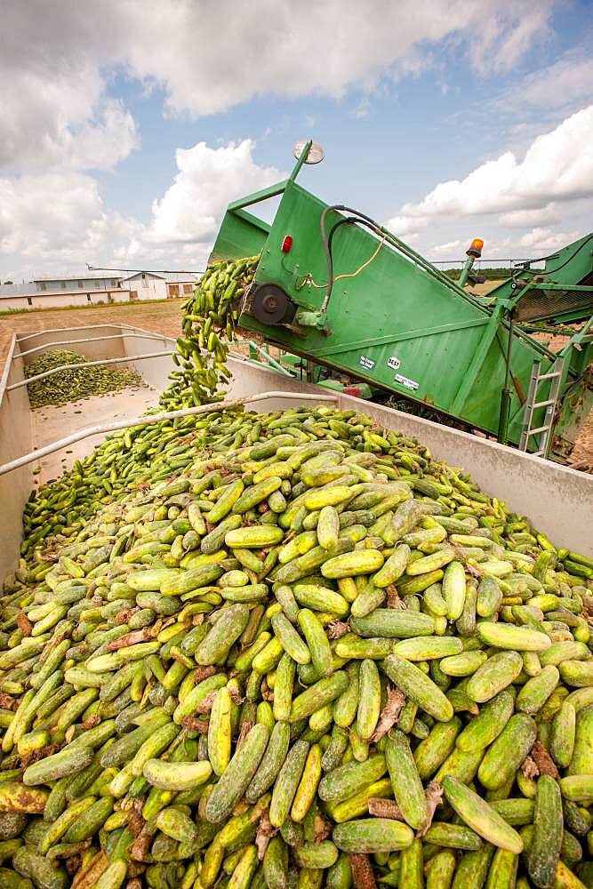 Cucumber harvest in Preston, Maryland, USA