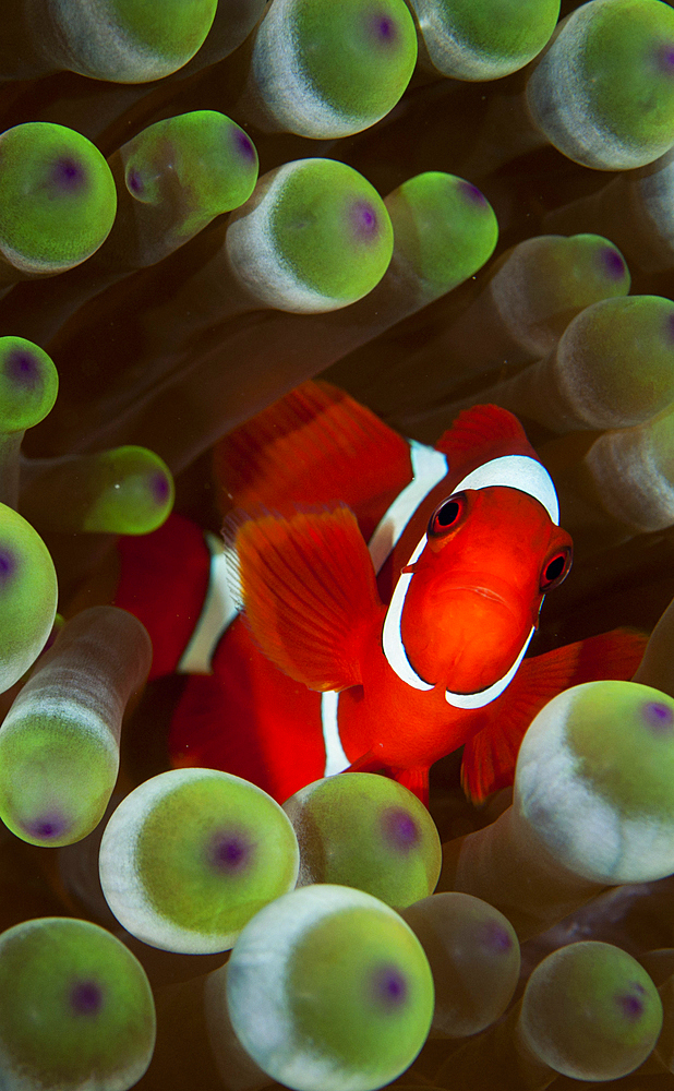 Spinecheek anemone portrait, Premnas biaculeatus, Raja Ampat, West Papua, Indonesia, Pacific Ocean