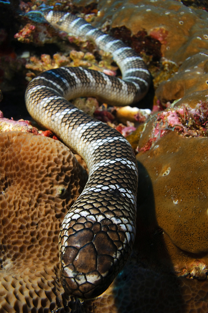 Seasnake portrait, Laticauda semifasciata, Gunung Api or Snake Island, Banda Sea, Nusa Tengarra, Eastern Indonesia, Pacific Ocean