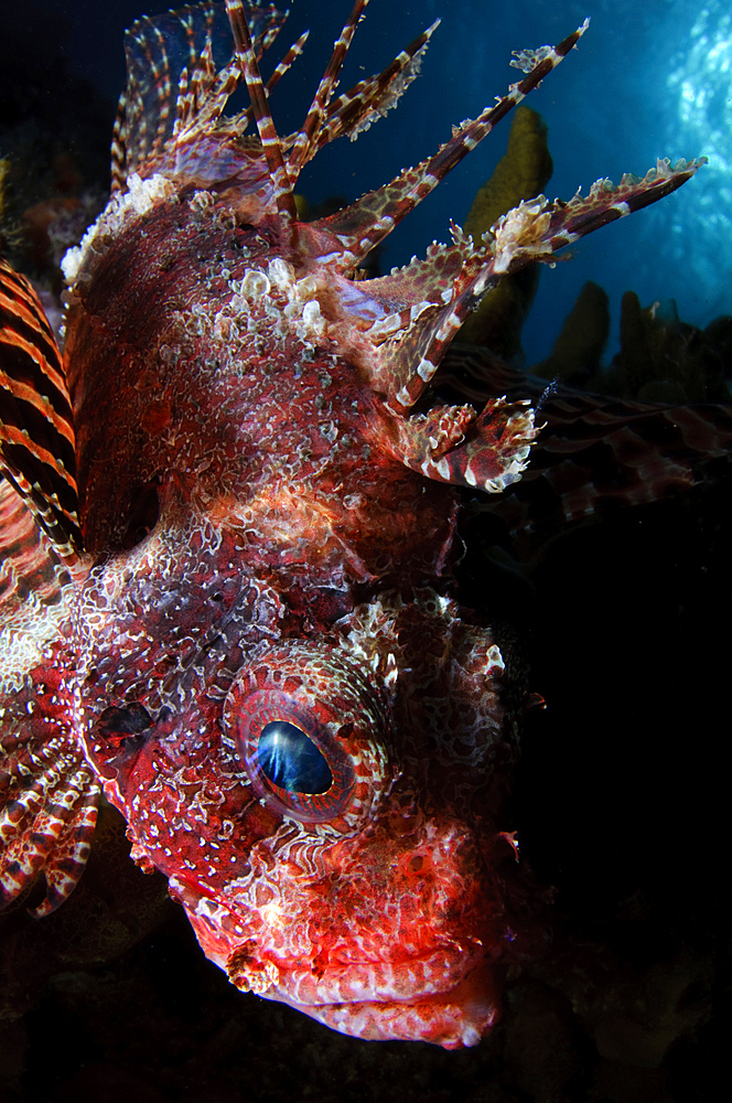 Shortfin lionfish, Dendrochirus brachypterus, Twilight Zone, Laha, Ambon harbour, Banda Sea, Moluccus, Indonesia, Pacific Ocean