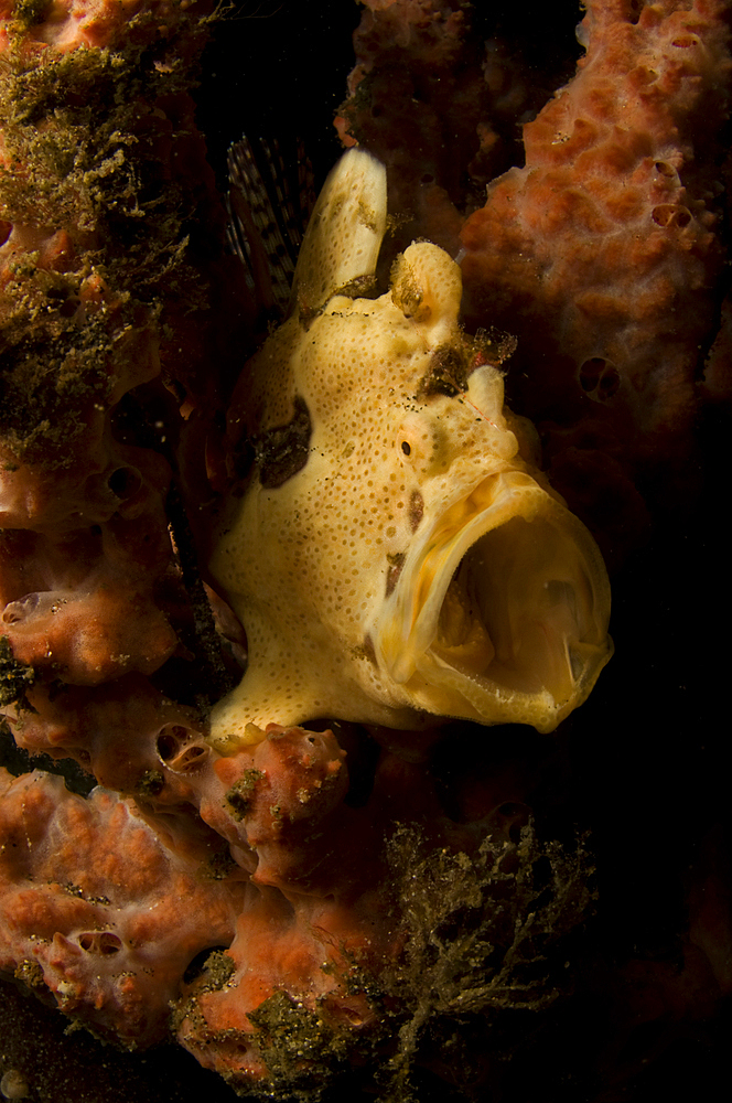 Painted Frogfish, Antennarius pictus, Lembeh Strait, Bitung, Manado, North Sulawesi, Indonesia, Pacific Ocean