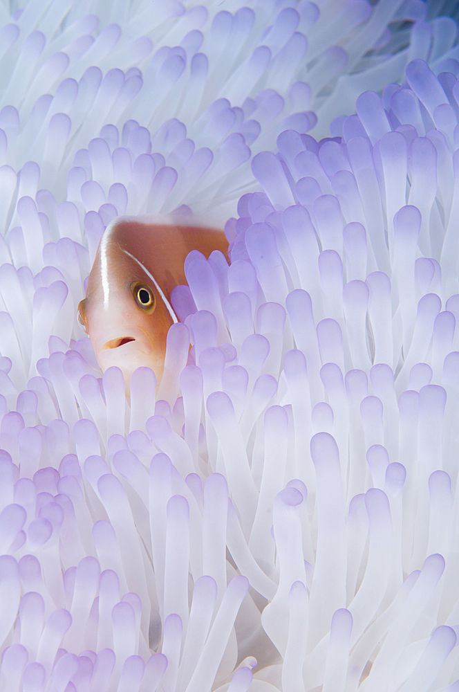 Pink anemonefish, Amphiprion perideraion, in a bleached magnificent anemone, Heteractic magnifica, Raja Ampat, West Papua, Indonesia, Pacific Ocean