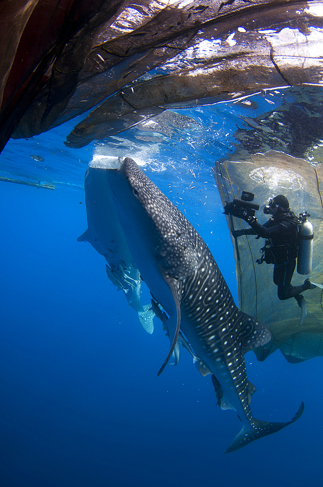 A diver films whale sharks, Rhincodon typus, under a fishing platform, these sharks are friends with the fishermen who hand feed them at Cendrawasih Bay, West Papua, Indonesia, Pacific Ocean